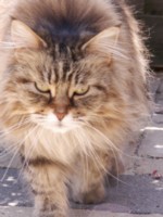 Babette
